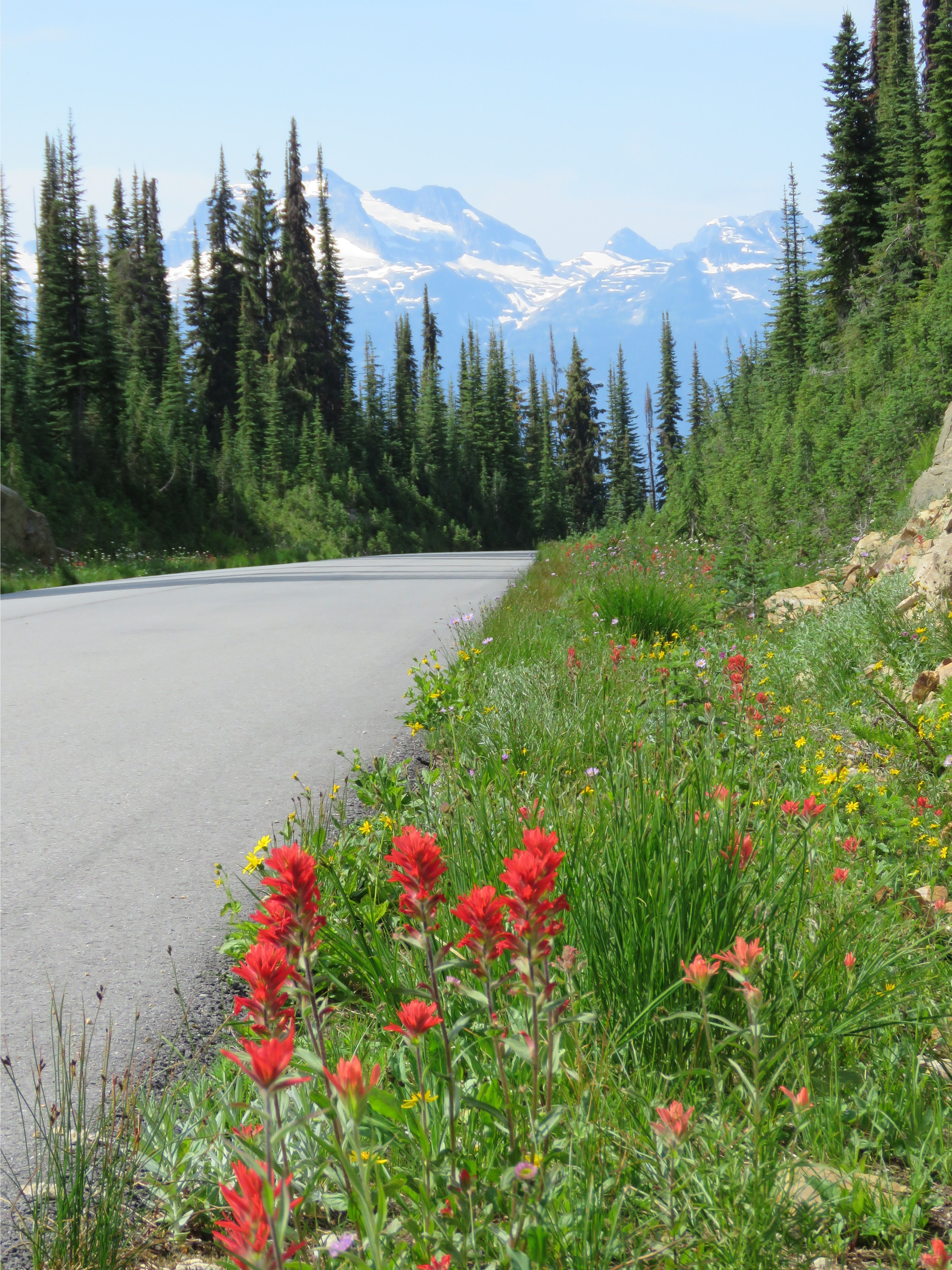 Red flowers alongside a road with the Canadian rockies in the background.